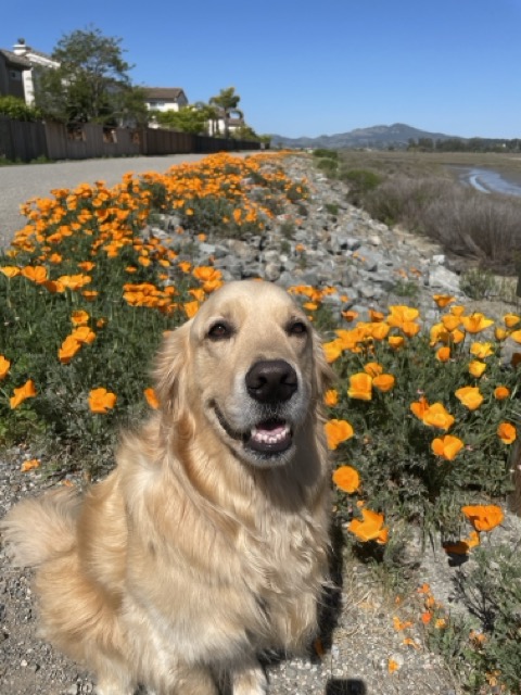 A friendly golden retriever sits happily amidst a field of bright orange California poppies in bloom, with residential buildings visible in the background against a clear blue sky. The colorful wildflowers provide a striking contrast to the dog's light-colored fur as it appears to smile while enjoying a sunny day outdoors in the picturesque setting.