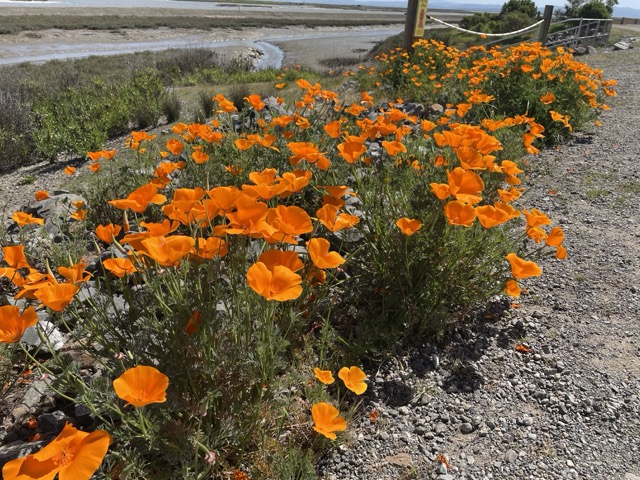 A stunning display of vivid orange California poppies blankets the ground along the Hamilton Bay Trail, with a weathered wooden fence lining the path and the scenic bay visible in the background beneath a cloudy sky