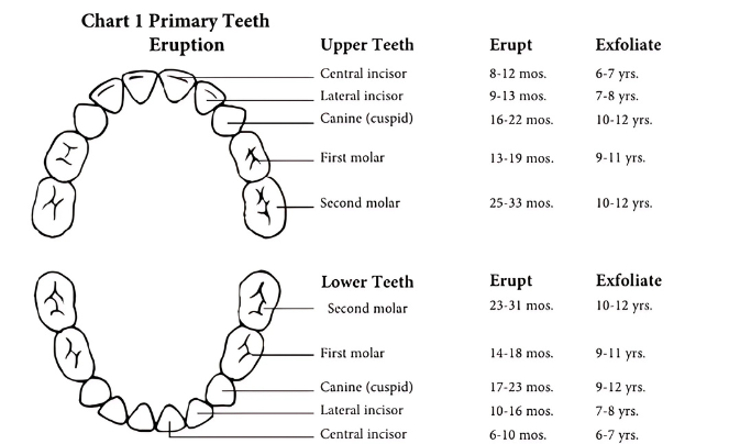 Anatomical diagram showing the layout and eruption/exfoliation timeline of primary (baby) teeth in both upper and lower jaws, with labeled tooth types and corresponding age ranges.