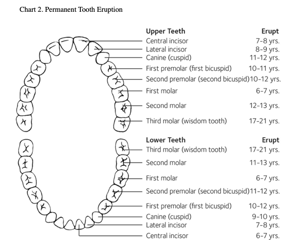 Anatomical diagram showing the layout and eruption/exfoliation timeline of permanent (Adult) teeth in both upper and lower jaws, with labeled tooth types and corresponding age ranges.