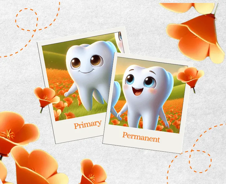 Two animated polaroid photos showing smiling cartoon teeth characters against a field of orange flowers. One photo is labeled "Primary" and the other "Permanent", representing baby teeth and adult. teeth.